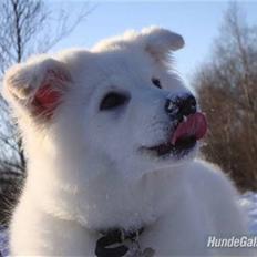 Samojedhund / labrador. Buddy