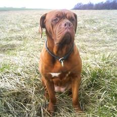Dogue de bordeaux Bamiga vanderpatherhoek.