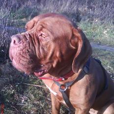 Dogue de bordeaux Bamiga vanderpatherhoek.