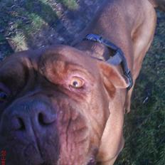 Dogue de bordeaux Bamiga vanderpatherhoek.