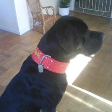 Blanding af racer Ozzy.R.I.P