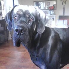 Blanding af racer Ozzy.R.I.P