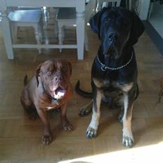 Blanding af racer Ozzy.R.I.P