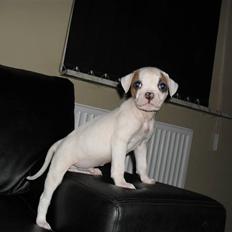 Amerikansk bulldog chevy