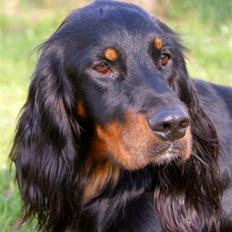 Gordon setter Gozo