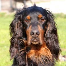 Gordon setter Felix