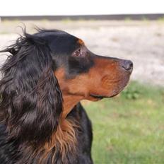 Gordon setter Felix