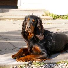 Gordon setter Felix