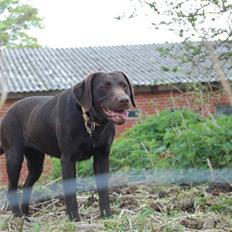 Labrador retriever Sascha