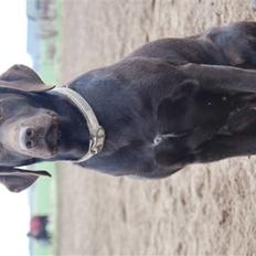 Labrador retriever Sascha