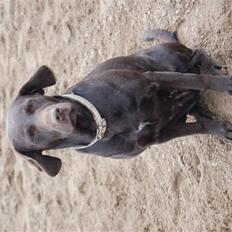 Labrador retriever Sascha