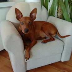 Dvaergpinscher Riki