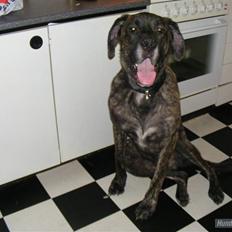 Blanding af racer Holger