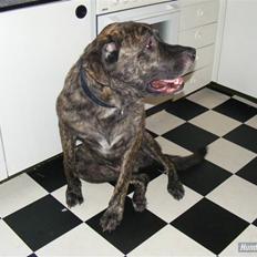 Blanding af racer Holger