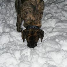 Blanding af racer Holger