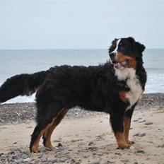 Berner sennenhund Harthin's Kashmir