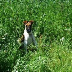 Glathåret foxterrier 09 JEMA-SPOT Sir SCHRØDER