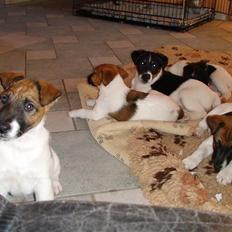 Glathåret foxterrier 09 JEMA-SPOT Sir SCHRØDER