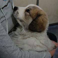 Pyreneerhund Sandybear´s Kapok