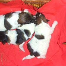 Glathåret foxterrier 09 JEMA-SPOT Sir SCHRØDER