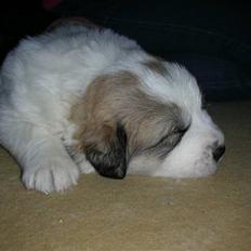 Pyreneerhund Sandybear´s Kapok