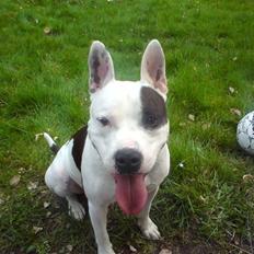 Amerikansk staffordshire terrier Puma