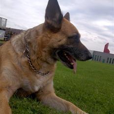 Schæferhund King *RIP*