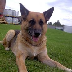 Schæferhund King *RIP*