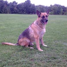 Schæferhund King *RIP*