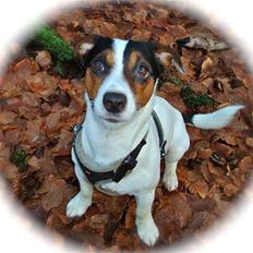 Jack russell terrier Buster