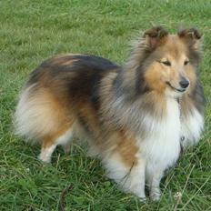 Shetland sheepdog Saphire