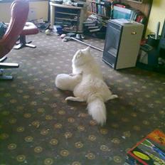 Blanding af racer Nala