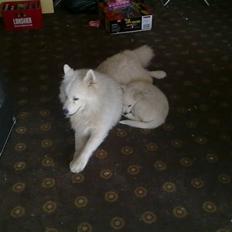 Blanding af racer Nala