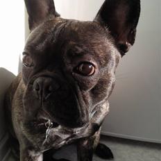 Blanding af racer Gizmo