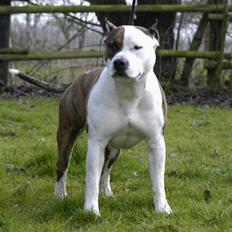Amerikansk staffordshire terrier Chester "US Champ"