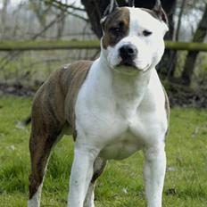 Amerikansk staffordshire terrier Chester "US Champ"