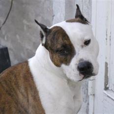 Amerikansk staffordshire terrier Chester "US Champ"