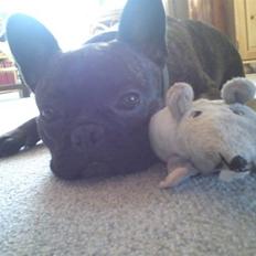 Blanding af racer Gizmo