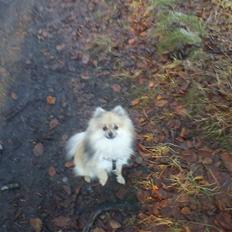 Pomeranian Fennie