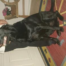 Blanding af racer Tyson