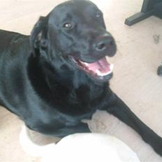 Blanding af racer Tyson