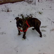 Blanding af racer Putte *SOLGT*