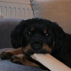 Blanding af racer Basse