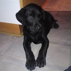 Labrador retriever Walter