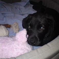 Labrador retriever Walter