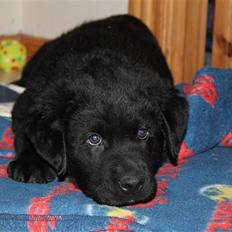 Blanding af racer Bimmer 