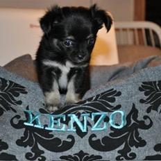 Chihuahua Kenzo