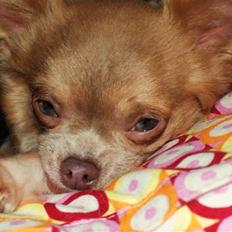 Chihuahua Gremlin