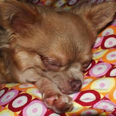 Chihuahua Gremlin