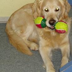 Golden retriever Music Cella † R.I.P † 